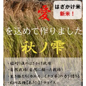 2023年 朝日米玄米　たけ爺ブランド米 栽培期間中無化学肥料・無農薬栽培