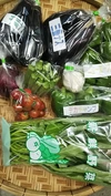 注文を受けてから収穫　野菜セット　家庭用６品目以上【ク－ル】