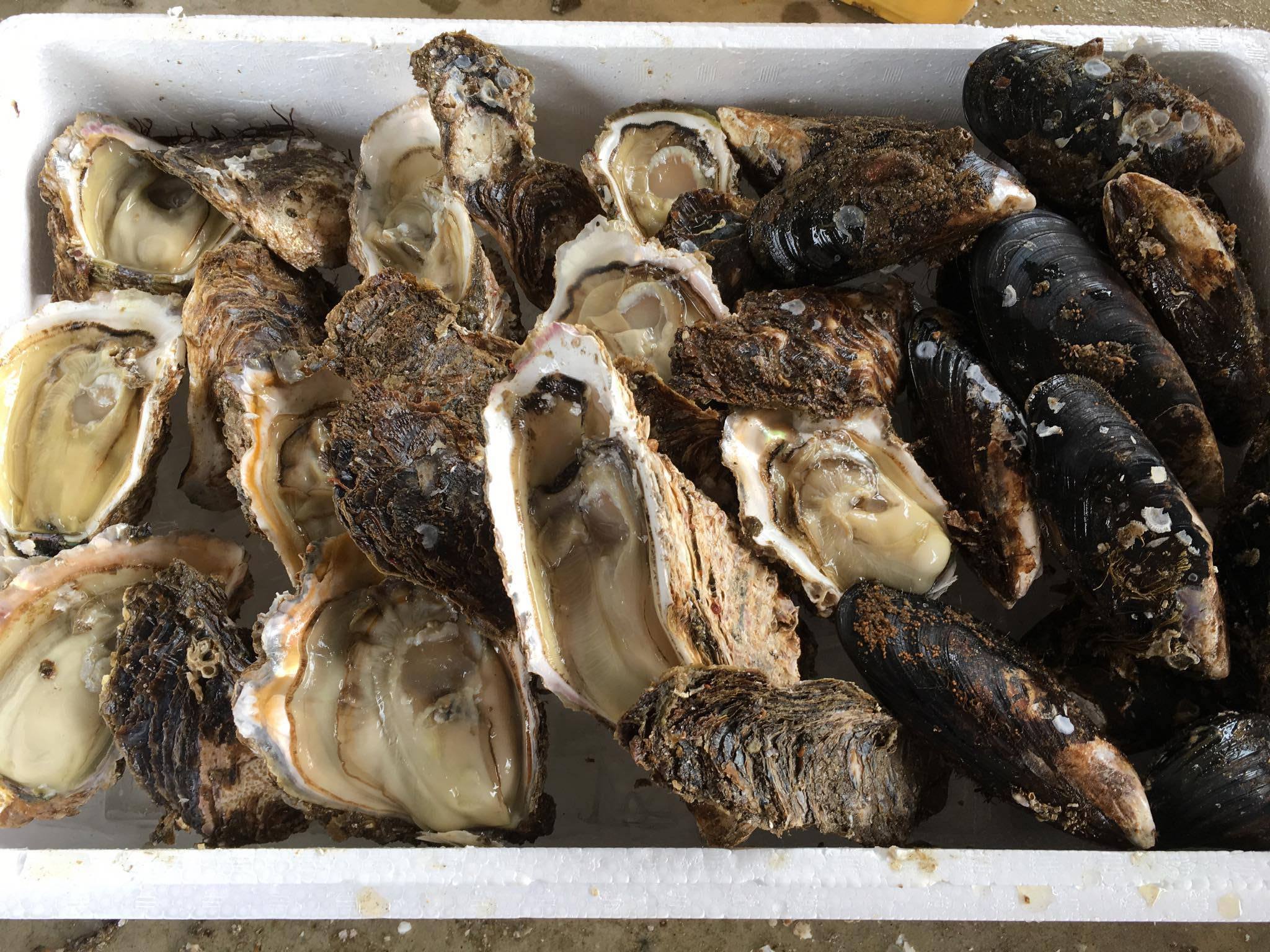 パエリヤ用天然岩牡蠣 ムール貝セット 牡蠣の殻は僕が開けときます 農家漁師から産地直送の通販 ポケットマルシェ