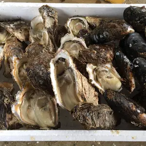 パエリヤ用天然岩牡蠣＆ムール貝セット(牡蠣の殻は僕が開けときます！)