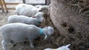 売れるまで毎日羊のお世話！　北海道産羊肉　１Kg