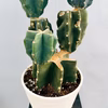 ［在庫］　柱サボテン　鬼面角 ブランチ　6号　観葉植物　室内　多肉植物　ユニーク