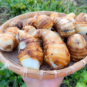【自然栽培】宮城県産 里芋 さといも 1kg 芋煮や煮物にオススメ♪