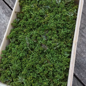 【予約商品】気品ある香り！花山椒20g （美山産 栽培期間中農薬