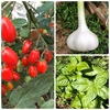 【農薬・化学肥料不使用栽培】イタリアンセット（フラガールトマト＆にんにく＆バジル