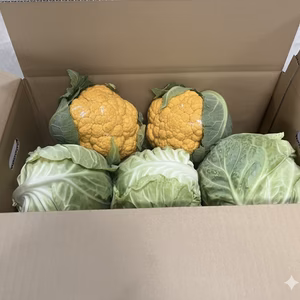 納豆菌栽培淡路島きゃべつとオレンジカリフラワー