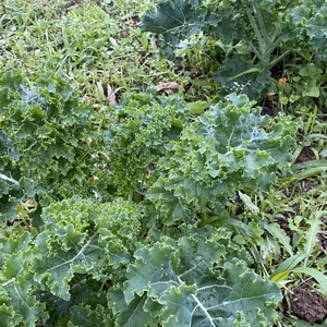ふわっと柔らか カリーノケール 　農薬・除草剤・化学肥料不使用