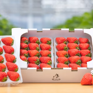 【鹿児島県産】朝取りいちご　紅ほっぺ　
