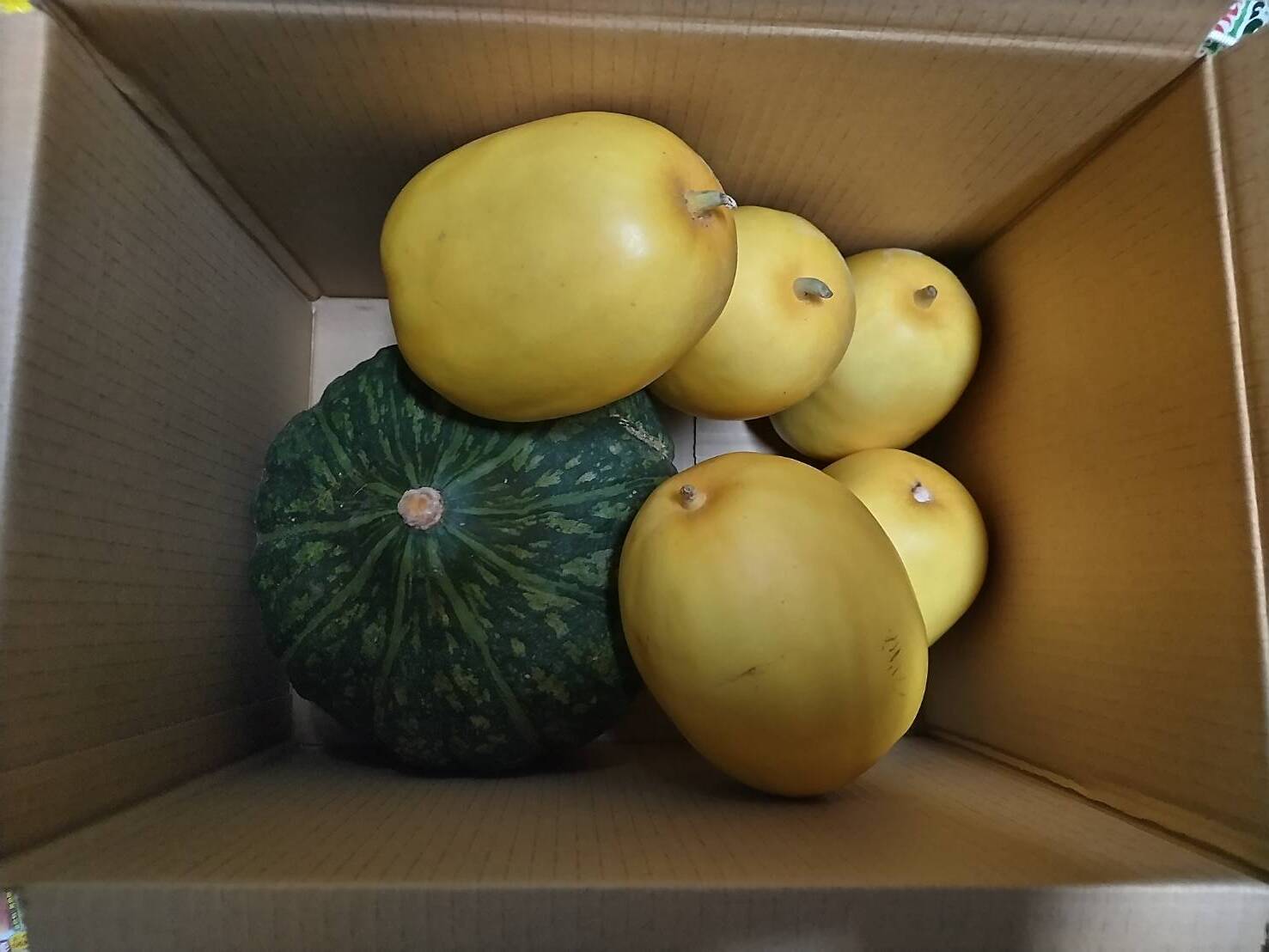 マクワウリの産直通販・お取り寄せ商品｜ポケットマルシェ｜産地直送で