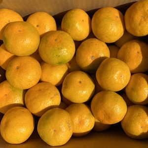 今年最初のフレッシュ早熟系早生みかん！