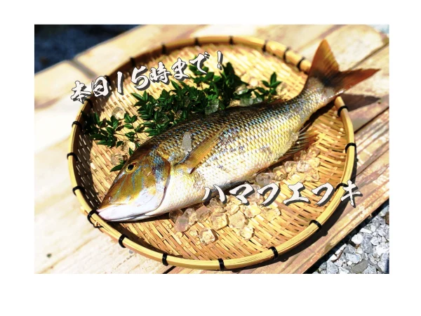 【本日1６時まで！】送料無料！超お買得！白身魚「ハマフエフキ」（3.6kg)