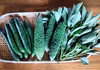 【冷蔵配送】きゅうり、ゴーヤ、モロヘイヤ　旬の野菜のおまけ付き！