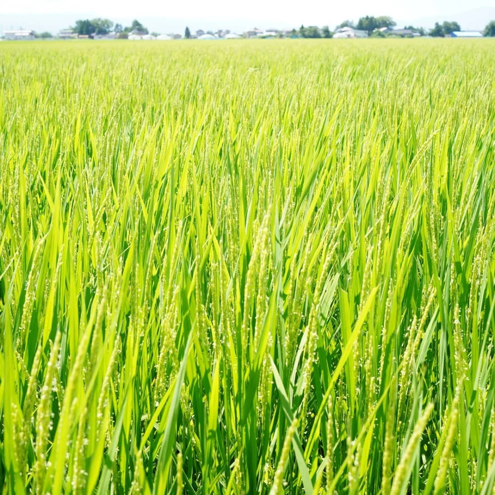 【玄米】R4年産 庄内米ササニシキ