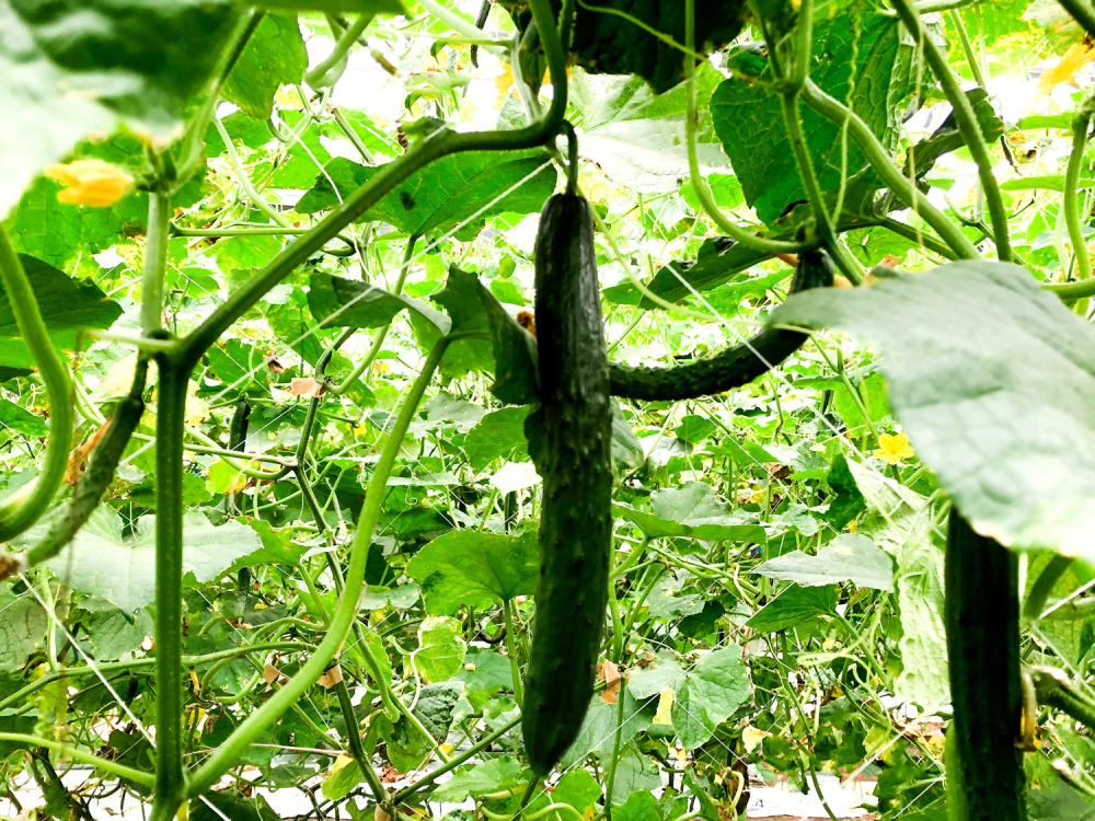 採れたて 新鮮きゅうり 通常 星型 ハート型 農家漁師から産地直送の通販 ポケットマルシェ