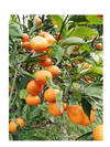 3月中旬予定！人気柑橘3種食べ比べセット（春峰＆タロッコオレンジ＆麗紅）