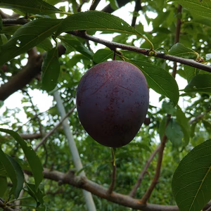 びっくりする旨味のプラム【アルプス王子】