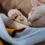 Sachiko Teraiみーちゃんママ