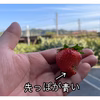 不揃い訳ありいちご　栽培期間中•農薬不使用　まりひめ　