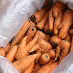 ＼農薬不使用ニンジンがお買い得／５㎏・10㎏　北総台地の絶品人参【訳あり】