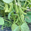 【自然栽培】枝豆(茶豆)★農薬・肥料不使用｜茶大豆えだまめ