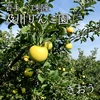 岩手・江刺産「きおう」蜂蜜の香りの甘い黄りんご!