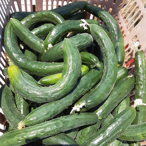 訳ありキュウリ2ｋｇ＆アイコ＆ズッキーニ&生キクラゲのセット❣