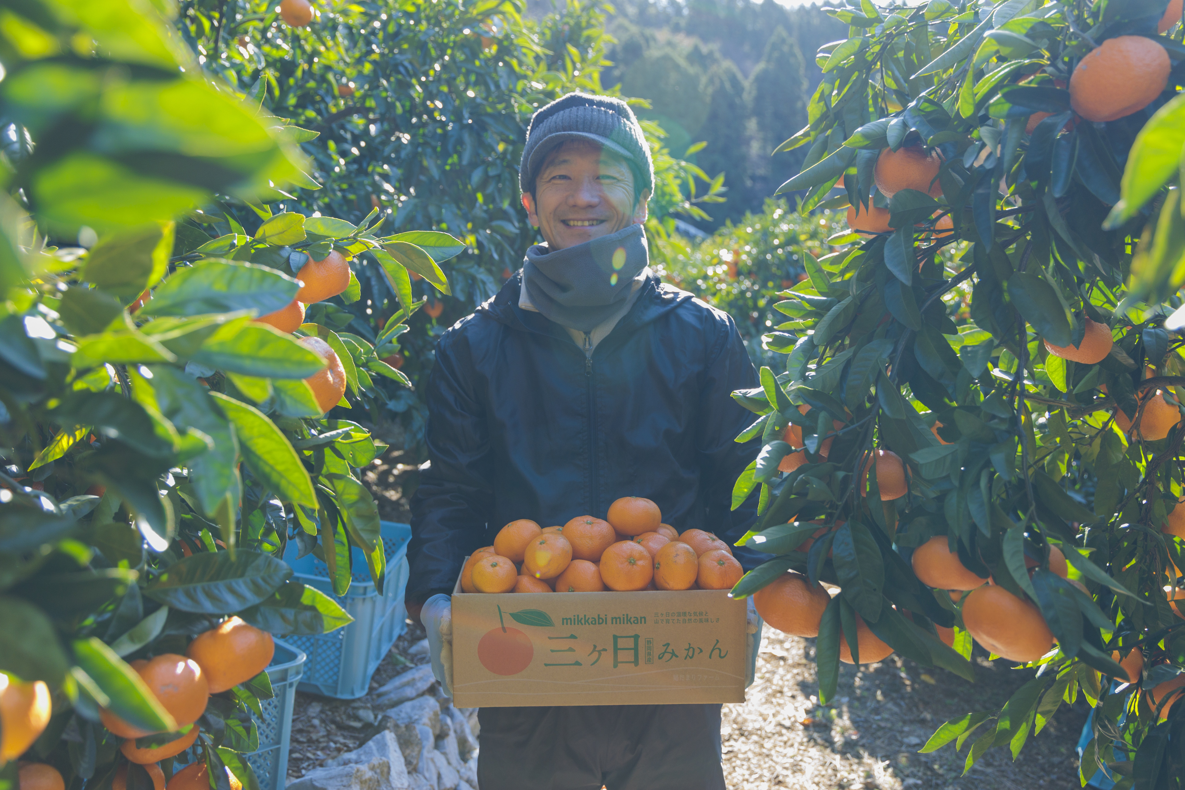 温室山北蜜柑 Mサイズ5K 特選 | 夏 Summer fruits,温室山北