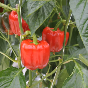 【復活！】愛・ある・パプリカ×トマトセット【ギフトにも！】