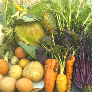 [簡易包装]平飼い卵と野菜7品目のセット[常温便]