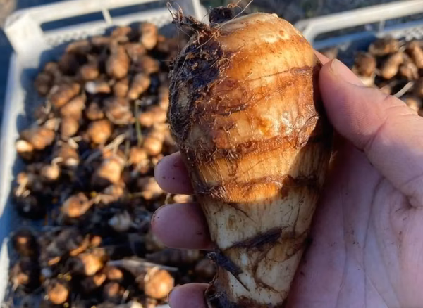 【数量限定・お試し】安心安全な農園自慢のさといも　1.5kg以上　60サイズ