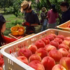 【約2kg・6～8玉】７月収穫の桃１箱・山梨県南アルプス桃園産
