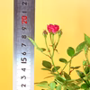 苔玉　ミニ薔薇(ミサキ)