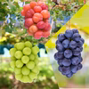 3M-2L家　岡山　花笑み農園『10月おすすめブドウ３種MIX』約2kg　家庭用