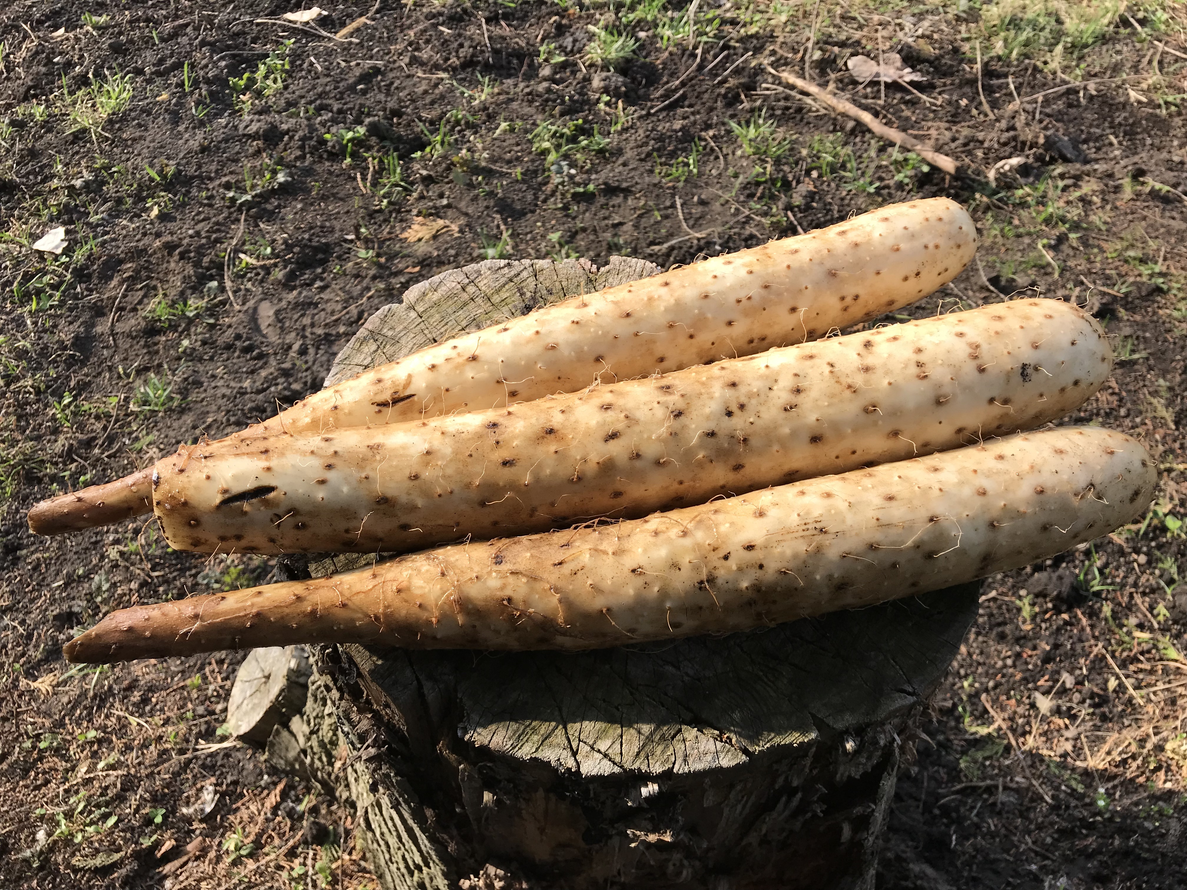 信頼 長いも 青森産 ご家庭用 一本物 5kg 1組 長芋 野菜 国華園