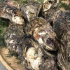 三重県産 生食用 天然 岩牡蠣 （約3kg前後）（約6～8個前後） 期間限定
