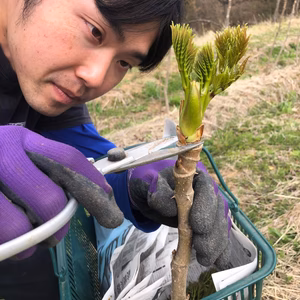 【期間限定】4月中頃発送予定 原木収穫 タラの芽 宮城県産 西根の森