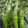 朝採れ『シシトウ 1kg』千葉県南房総の農家より直送！収穫当日発送♪