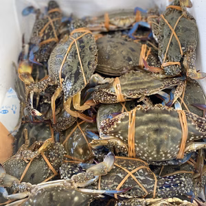 『湖宝ガニ』(ワタリガニ)小サイズ、オスメスmix