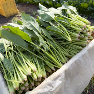 ひとつなぎのほうれん草｜5袋