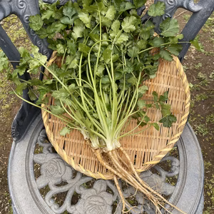根っこつきパクチー