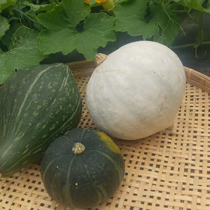 ホクホクなカボチャ3種！  白爵、ロロン、坊ちゃん。5Kg弱