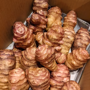 菊芋【農薬不使用】