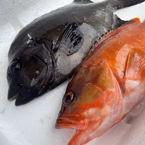 【捕獲動画あり】アカハタ900g 石鯛1.1kg鱗、内臓処理済