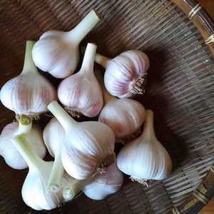 7/31まで☆オーガニック　新ニンニク（美味しいレシピブック付き）