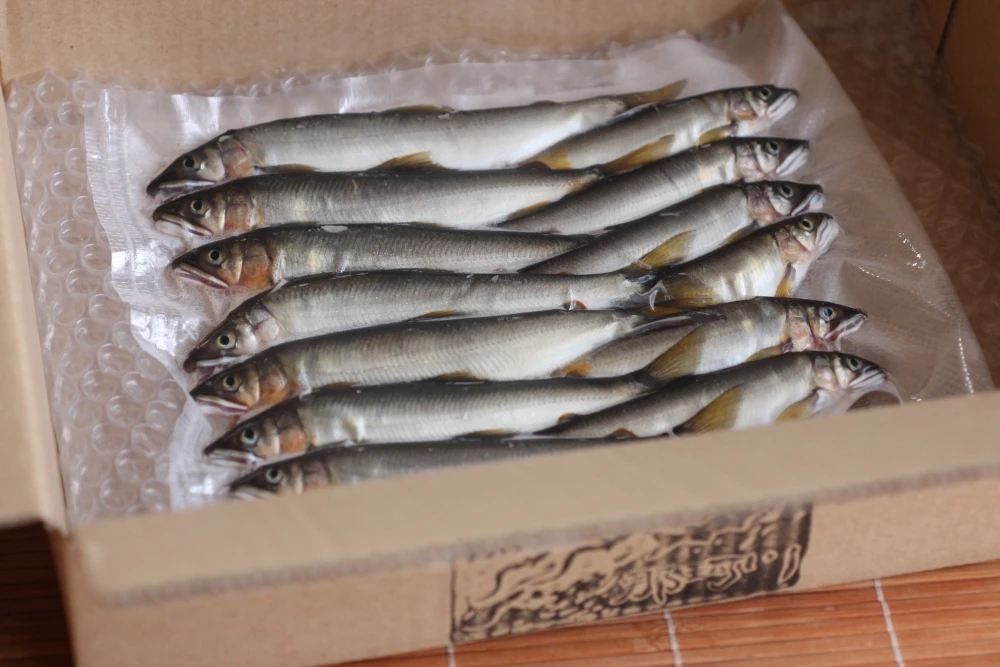 【投網】 清流 那珂川の天然鮎（13尾約320g:13～17cm）