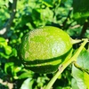 The citrus【Real LEMON (green)】