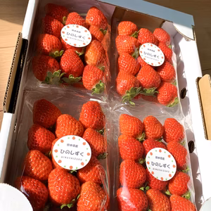 【レア品種！】糖蜜使用のこだわりいちご！ひのしずく小【4パック】