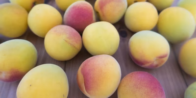 火照ったかわいい南高梅