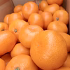 【セール！】温州みかん　南柑20号
