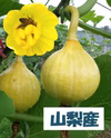山梨産コリンキーかぼちゃ　東北、関東、信越、北陸、東海 エリアへお届けいたします